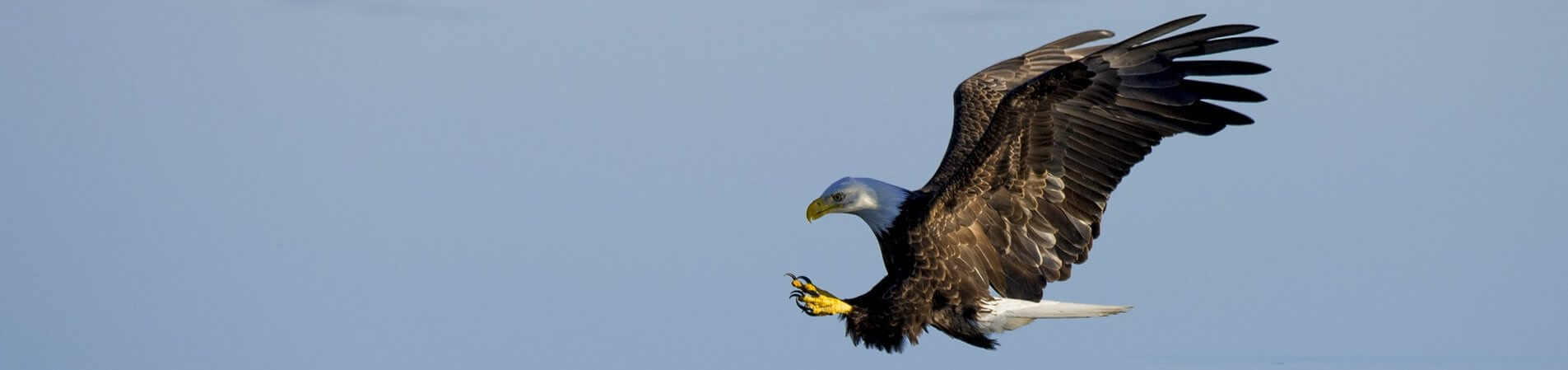 les aigles de valmy