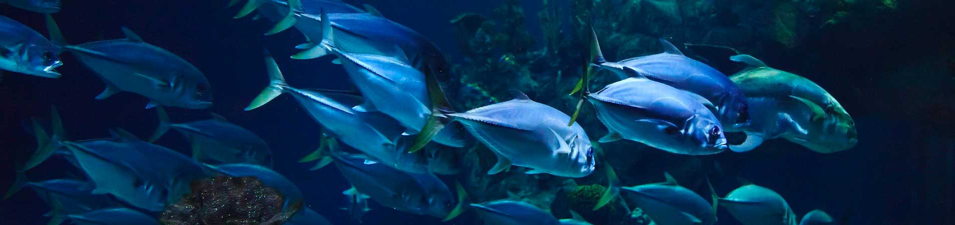 aquarium canet en roussillon