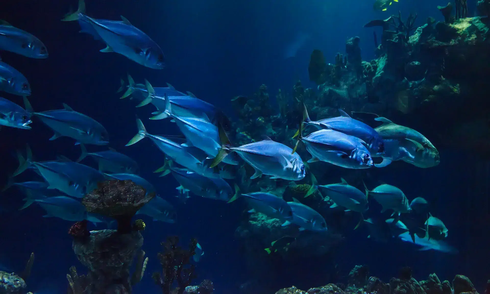 aquarium pyrenees orientales