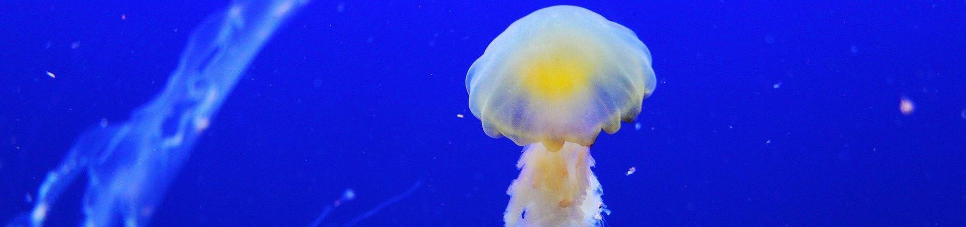 biodiversarium-banyuls