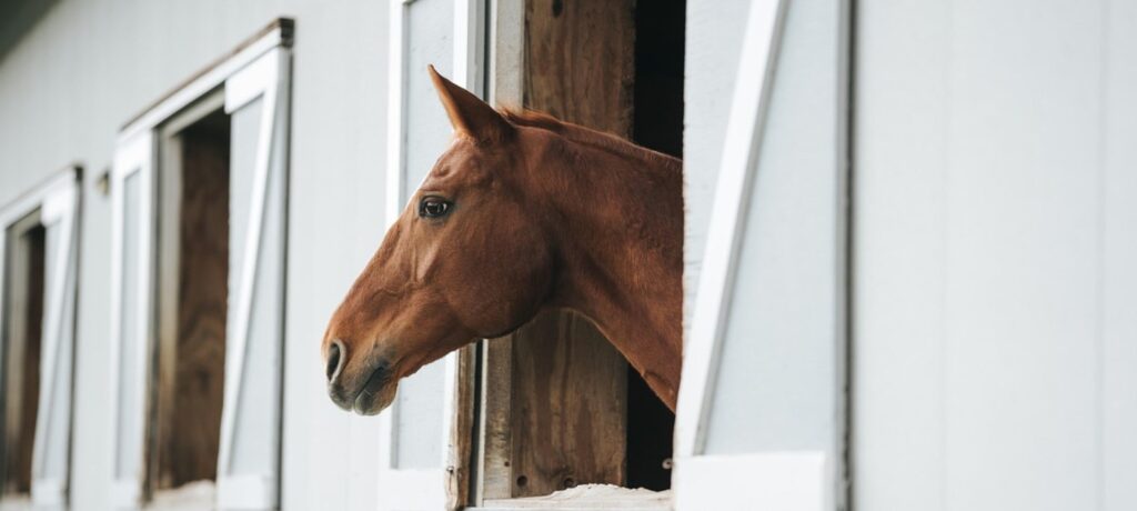Itinéraires de balade à cheval d’Argelès-sur-Mer
