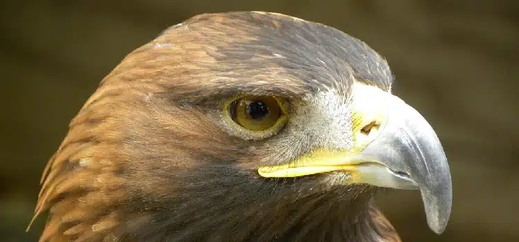 Aigle des Pyrénées-Orientales