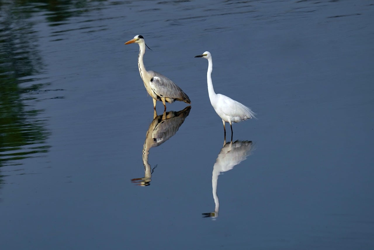Les oiseaux des Pyrénées-Orientales