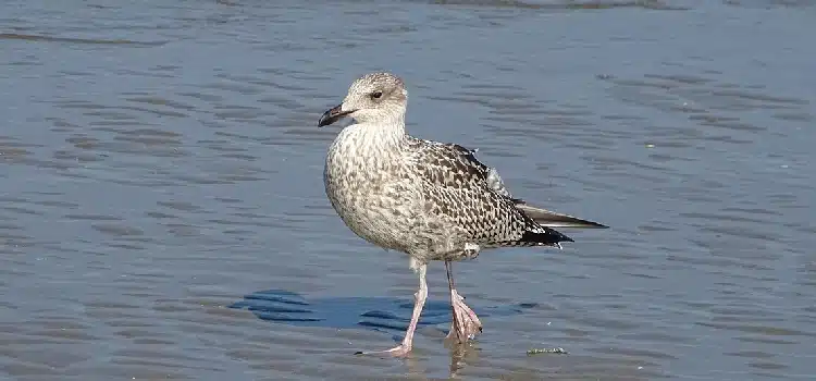 Oiseaux migrateur Pyrénées-Orientales